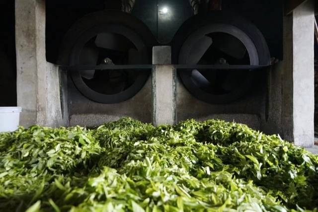 即将进入炒茶机的茶叶。 即将进入炒茶机的茶叶。