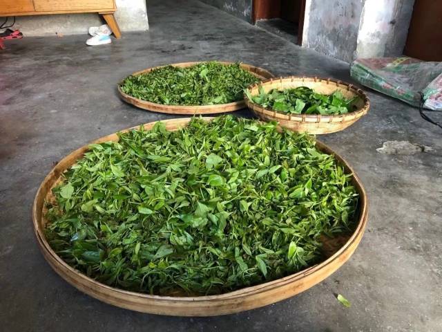 正在晾青的茶叶。 正在晾青的茶叶。