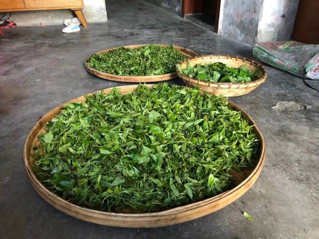 正在晾青的茶叶。