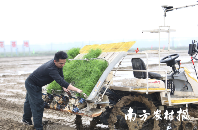 在清城，农机手调整秧苗盘位置，以便提高插秧效率。谭家富摄。