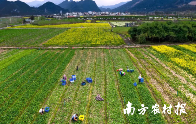 在连南，村民在蔬菜田地中耕作，空气里满是清甜滋味。