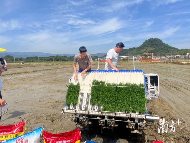 水稻机械插秧同步侧深施肥技术现场示范