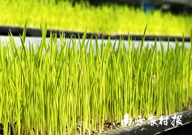 在清新，广东省丝苗米跨县集群产业园工厂化育秧中心正开足马力，以现代化科技助力水稻生产。