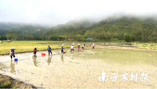 在连山，小三江镇田心村的农民正在播种插秧。