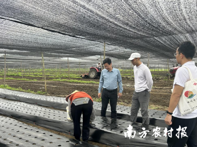佛冈县水头镇魔芋种植基地春耕现场。