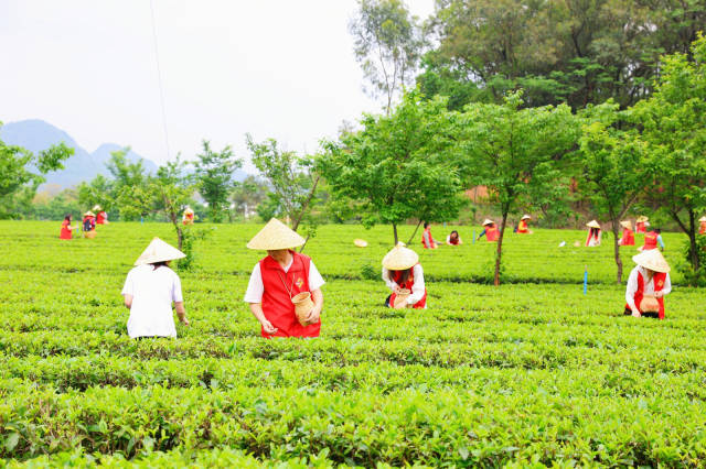 英德茶农采茶忙