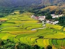 董宇辉1分钟卖上万包的大米，原来在大沥