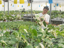 巴掌大的绿植20万也不卖？90后在广东“种”出新市场｜新360行
