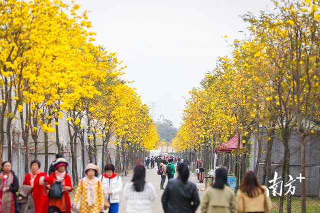 当绿美广东遇上赏花经济：以绿为底种出“花”样“钱”景