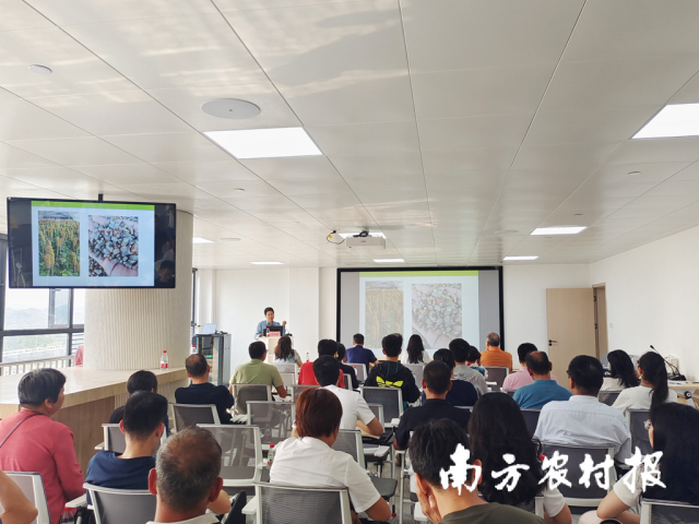 张盛林教授传授魔芋栽培技术