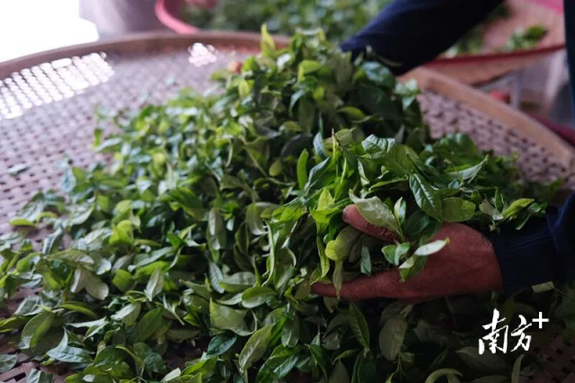 茶农正在整理刚从茶园采摘回来的茶叶。（图源惠州日报）