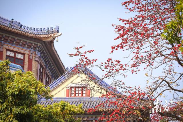 中山纪念堂的木棉花开正旺 中山纪念堂的木棉花开正旺