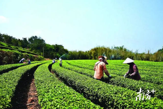 茶农正在采摘新鲜茶叶。开采（图源惠州日报）