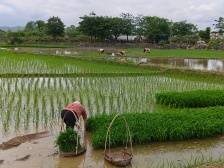 兴宁市坭陂镇：党建领航护春耕保生产，筑牢“百千万工程”“耕”基