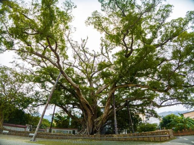 在云浮罗定加益镇石头村，一株1036年树龄雅榕王是全村的骄傲