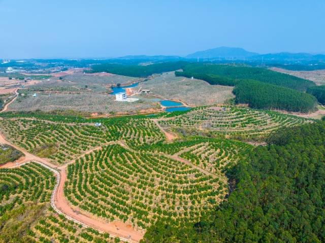 广东油茶跨县集群产业园