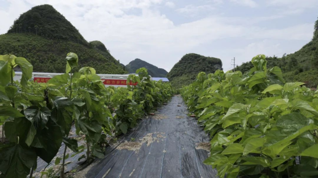 水肥一体化高标准示范桑园。 水肥一体化高标准示范桑园。