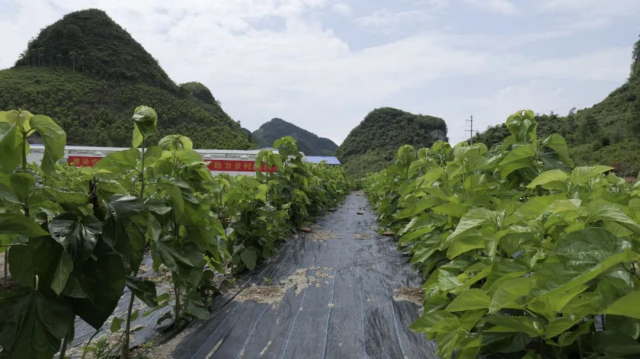 水肥一体化高标准示范桑园。