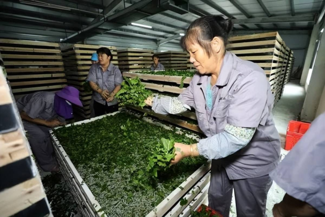桑蚕养殖车间 桑蚕养殖车间