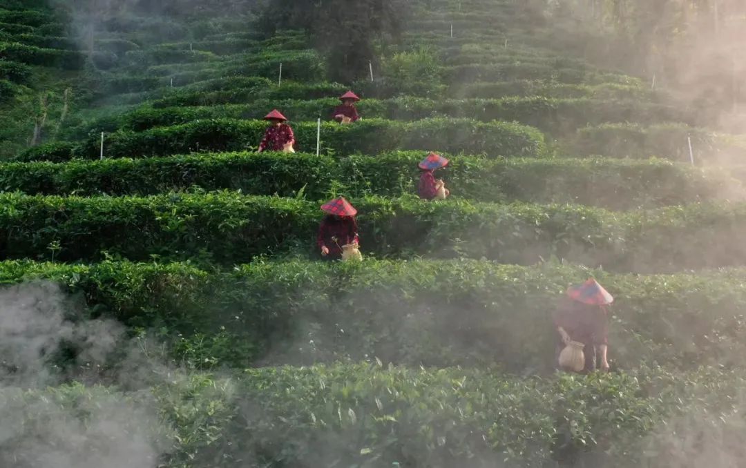 黄亚山茶园,茶垄缠绕山腰,满山翠绿。茶农穿梭在茶园之中,采摘第一批春茶。黄亚山茶业供图 黄亚山茶园,茶垄缠绕山腰,满山翠绿。茶农穿梭在茶园之中,采摘第一批春茶。黄亚山茶业供图