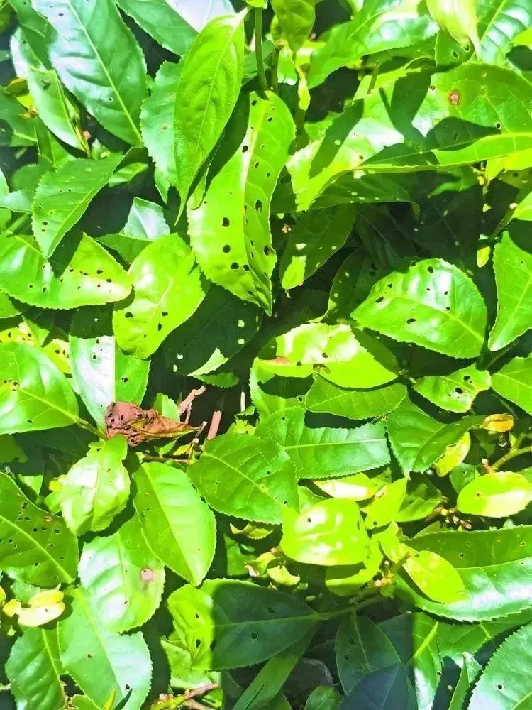 蝉茶。星湾茶厂供图 蝉茶。星湾茶厂供图