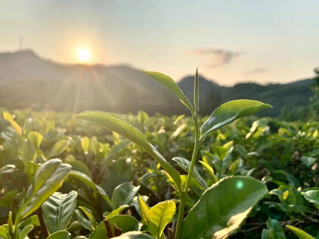 恩平市委宣传部供图 恩平市委宣传部供图