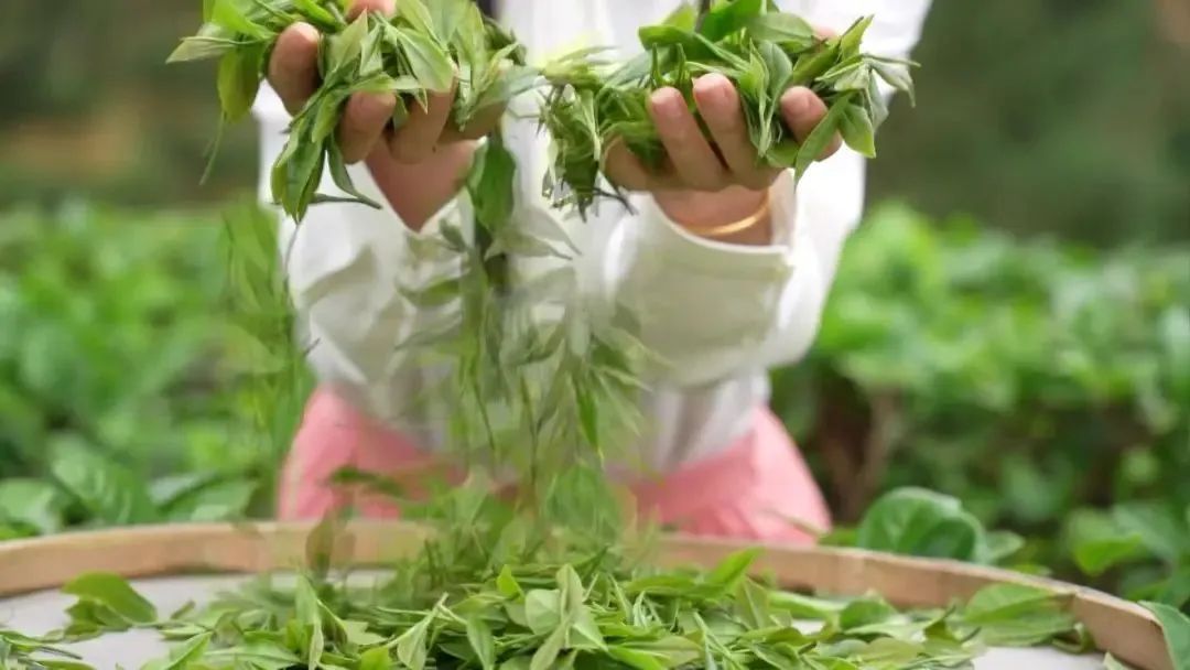 恩平市融媒体中心供图 恩平市融媒体中心供图