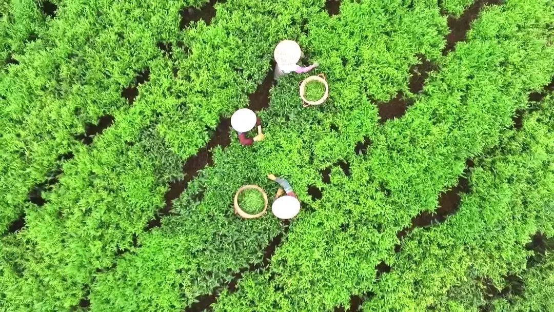 金山温泉茶厂茶园。张卫锋 摄 金山温泉茶厂茶园。张卫锋 摄