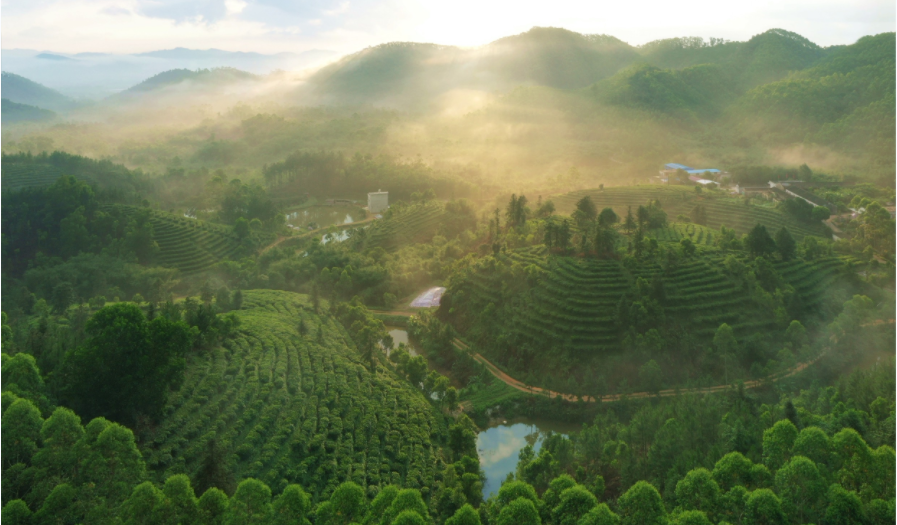 黄亚山茶业供图 黄亚山茶业供图