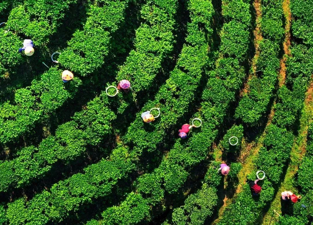 资料图片。恩平市委宣传部供图 资料图片。恩平市委宣传部供图