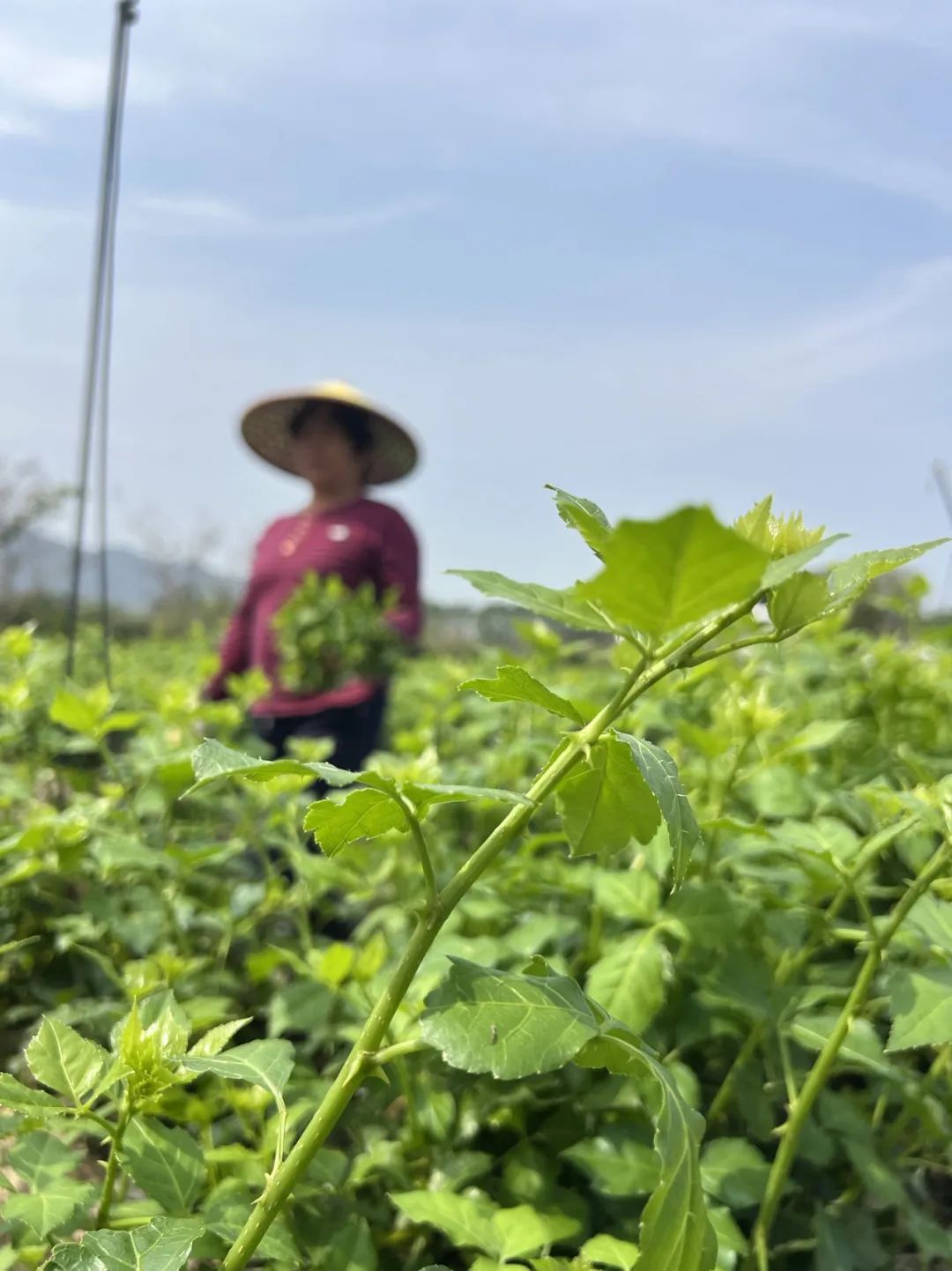 采簕菜。恩平市雪荘簕菜茶厂供图 采簕菜。恩平市雪荘簕菜茶厂供图