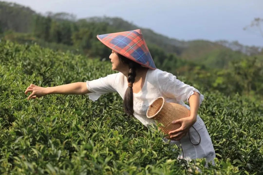 黄亚山茶业供图 黄亚山茶业供图