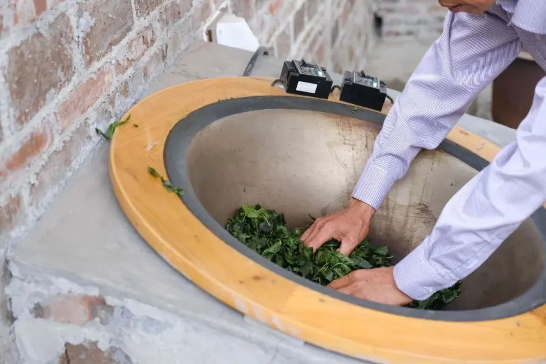 制作簕菜茶。恩平市雪荘簕菜茶厂供图 制作簕菜茶。恩平市雪荘簕菜茶厂供图