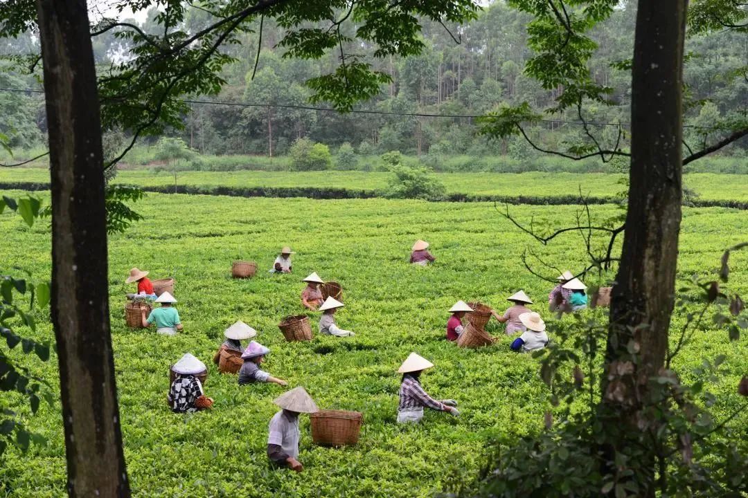热闹的茶园。何焕华 摄 热闹的茶园。何焕华 摄