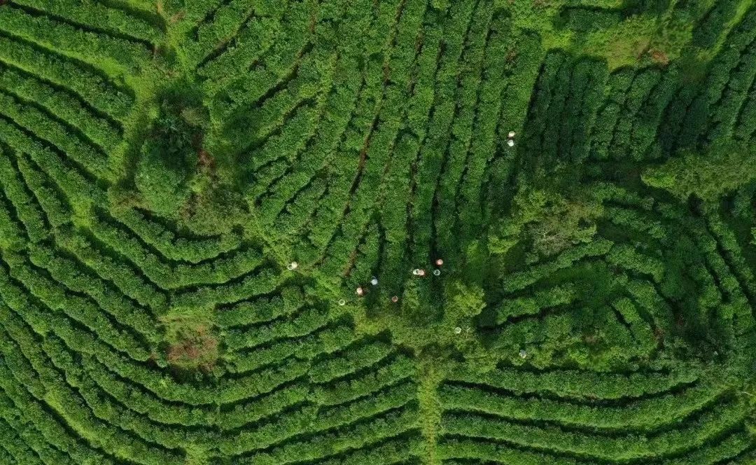 黄亚山茶业供图 黄亚山茶业供图