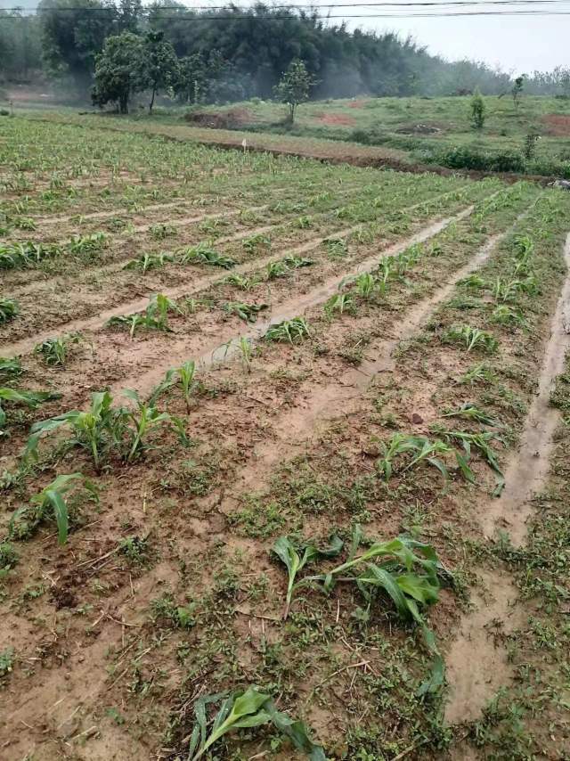 望埠镇同心村的玉米、水稻等农作物在暴雨中受损。受访者供图