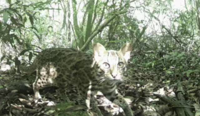 深圳龙岗监测到的绿美豹猫