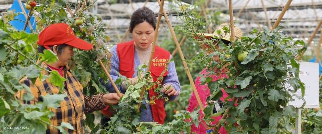 韶关市农业科技推广中心高级农艺师邓冬梅(中)服务圣女果产业。 韶关市农业科技推广中心高级农艺师邓冬梅(中)服务圣女果产业。