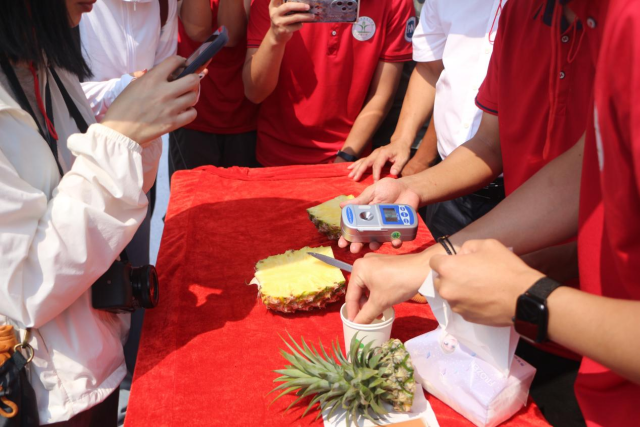 现场给菠萝测糖，用富岛肥料种出的菠萝品质好。