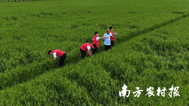 阳光农险清远中心支公司工作人员在农田验标。