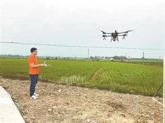 江门农户遥控无人机进行植保作业。受访者供图