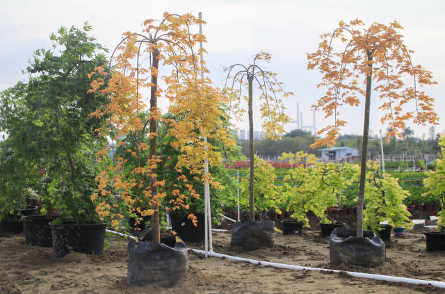 興林園藝種植的流泉楓是辦公室場景熱門品種之一,。