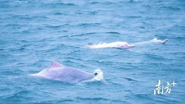 成群中华白海豚在雷州湾撒欢。胡录梅 摄