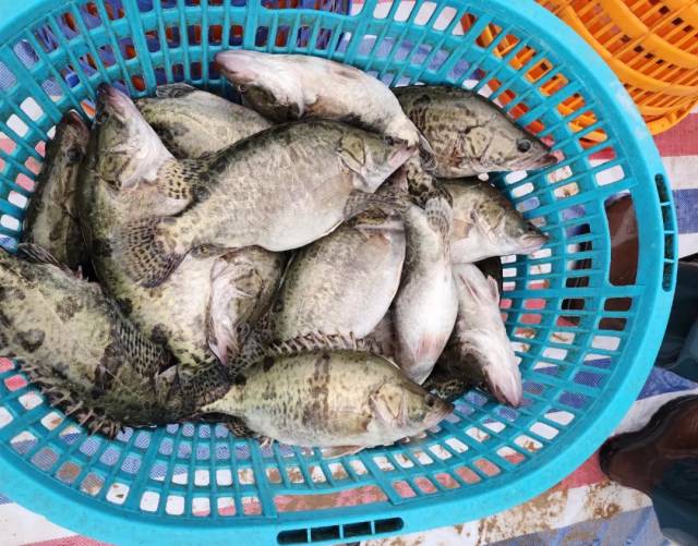 鳜鱼有望成为未来5年内最具潜力的鱼仔养殖品种