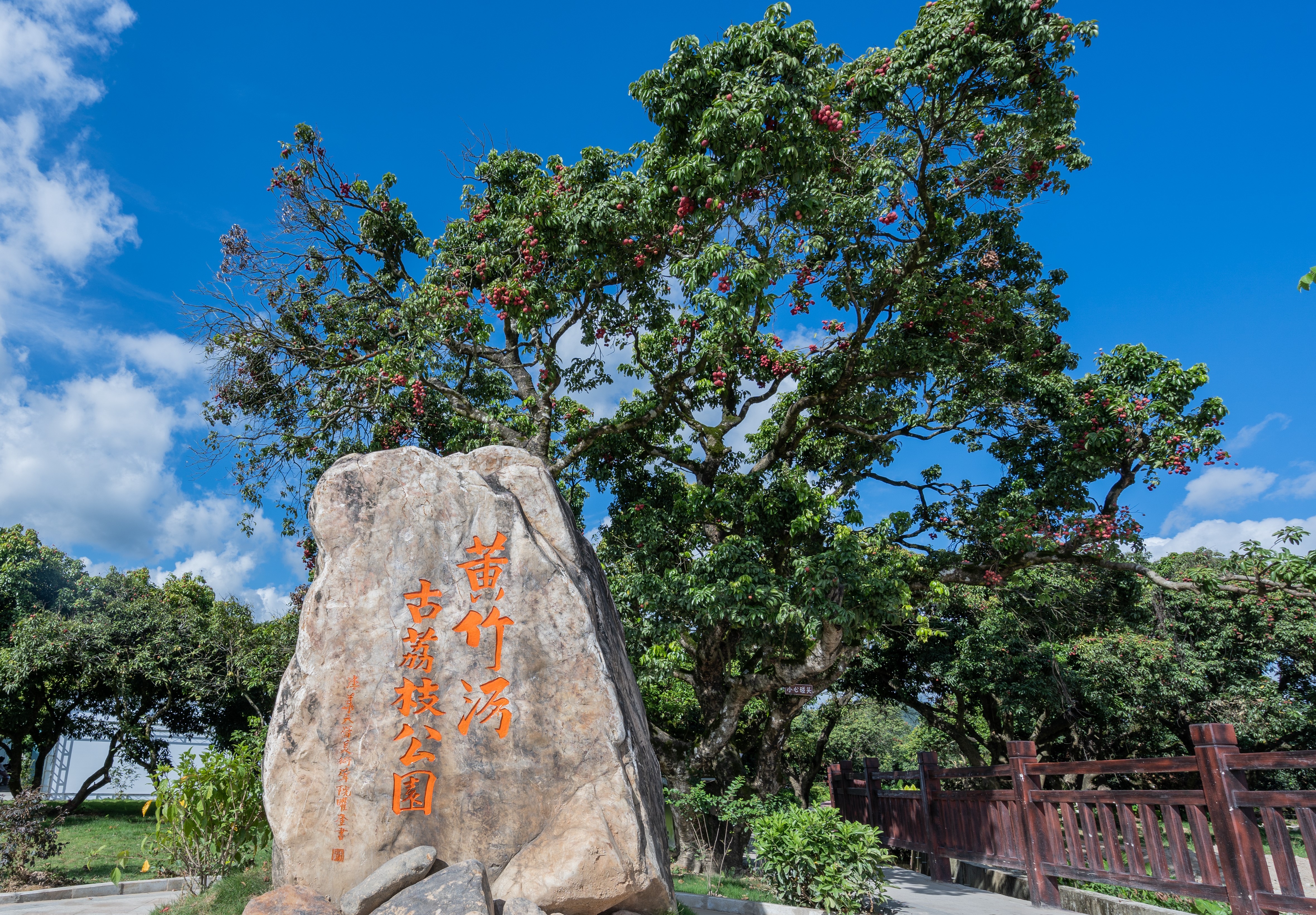 黄竹沥古荔枝公园里拥有30多株最高600年树龄的古荔枝树。