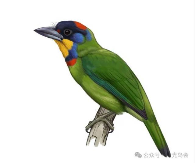 黑眉拟啄木鸟，鸻走江湖老师作