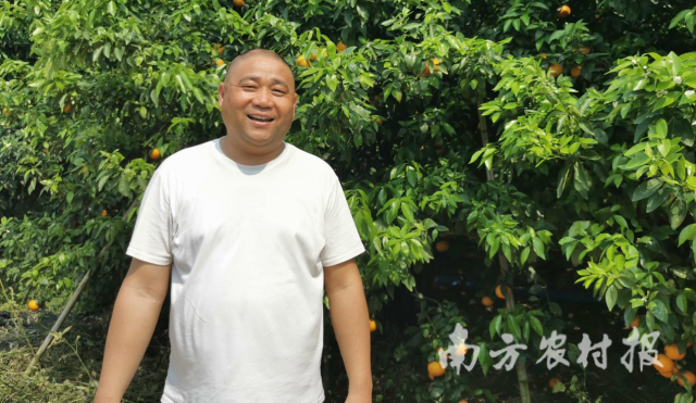 沃柑种植户陈良庆 沃柑种植户陈良庆