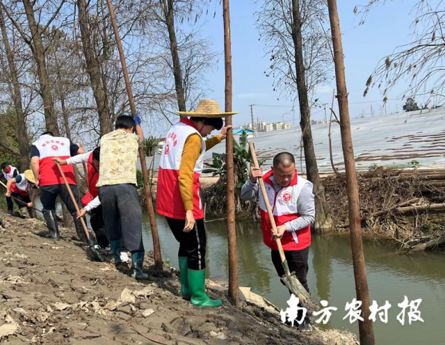 新会区大鳌镇开展中阳高速沿线环境整治提升行动。