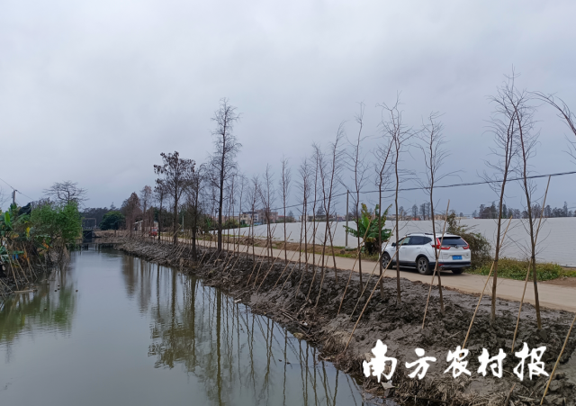 新会区大鳌镇全力打造粤港澳大湾区美丽乡村风貌带。 新会区大鳌镇全力打造粤港澳大湾区美丽乡村风貌带。