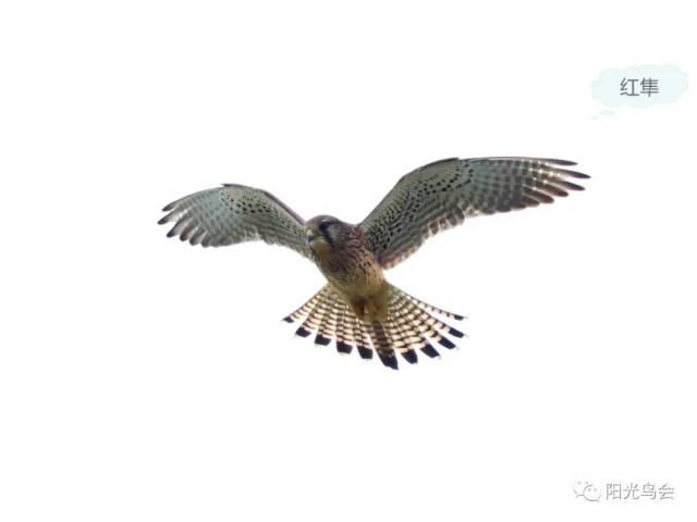 红隼